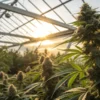Cannabis plants flowering in a greenhouse with warm sunset light.