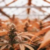 Cannabis plant in greenhouse under warm orange lighting during flowering stage.