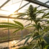 Cannabis plant flowering inside a greenhouse with sunlight shining through the structure.