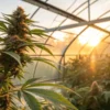 Cannabis plant with dense buds in greenhouse at sunset.