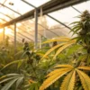Cannabis plants with yellowing leaves growing in a greenhouse during flowering stage at sunset.