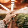 Gloved hand holding liquid sample in test tube inside indoor cannabis grow room.