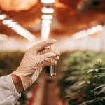 Gloved hand holding liquid sample in test tube inside indoor cannabis grow room.