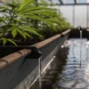 Cannabis plants growing in hydroponic system with water flowing through channels in greenhouse.