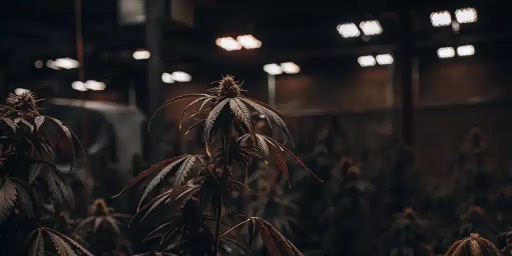 Cannabis plants growing in a dark indoor facility under artificial lighting.