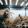 Cannabis plant with yellowing leaves growing indoors under LED lights.
