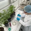 Scientist analyzing cannabis plants in laboratory with samples and notebook.