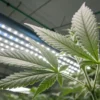 Cannabis leaf under LED grow lights in indoor cultivation setup.