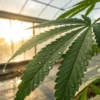 Close-up of cannabis leaf with water droplets in greenhouse sunlight.