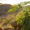 Cannabis plant growing in rocky arid landscape under warm sunlight.