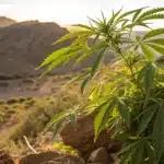 Cannabis plant growing in rocky arid landscape under warm sunlight.