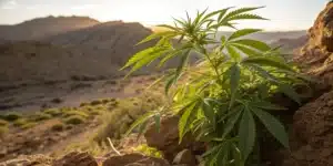 Cannabis plant growing in rocky arid landscape under warm sunlight.