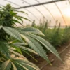 Cannabis plant with dew on leaves growing inside a greenhouse at sunrise.