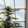 Cannabis plant growing inside a greenhouse with natural sunlight through glass panels.