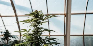 Cannabis plant growing inside a greenhouse with natural sunlight through glass panels.