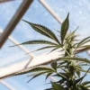 Cannabis plant in vegetative stage growing inside a greenhouse under natural sunlight.