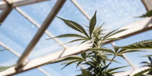 Cannabis plant in vegetative stage growing inside a greenhouse under natural sunlight.