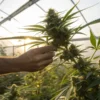 Farmer inspecting mature cannabis plant in greenhouse during flowering stage.Farmer inspecting mature cannabis plant in greenhouse during flowering stage.