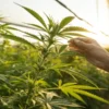 Hand inspecting cannabis plant in greenhouse during sunset lighting.