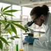 Scientist analyzing a cannabis plant with a microscope in a modern laboratory.