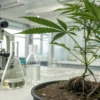 Cannabis plant with visible roots in soil placed in a laboratory with microscope and glassware.