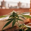 Cannabis plant growing on an urban balcony with city skyline in the background at sunset.