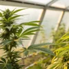 Two cannabis plants growing in greenhouse showing different growth stages.