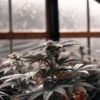 Cannabis plants growing in greenhouse during flowering stage.