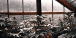 Cannabis plants growing in greenhouse during flowering stage.
