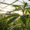 Cannabis plants in greenhouse with water spray and morning sunlight.