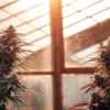 Cannabis plants in flowering stage inside a greenhouse with warm sunset light.