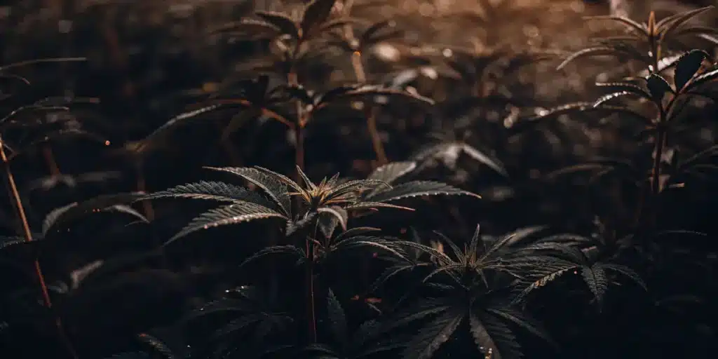 Cannabis plants growing in low light conditions with dark tones and dense foliage.