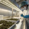 Technician inspecting cannabis buds in a controlled processing lab environment.