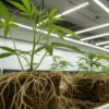 Cannabis plants with exposed roots in a controlled indoor laboratory growing system under LED lights.