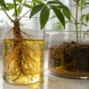 Cannabis plant roots submerged in nutrient solution inside glass container.