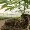 Close-up of cannabis plant roots in soil inside greenhouse environment.