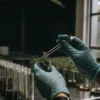 Detailed view of a cannabis sample being handled in a laboratory with test tubes in the background. The image represents professional testing procedures, quality assurance, and cannabis research processes.