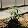 Young cannabis seedling growing in soil inside a greenhouse environment with natural light.