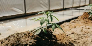 Young cannabis seedling growing in soil inside a greenhouse environment with natural light.