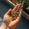 Hand holding cannabis seeds near an outdoor grow bed in sunlight.
