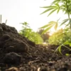 Cannabis plant growing in freshly prepared rich soil outdoors at sunset.