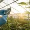 Scientist measuring cannabis plant conditions with digital device in greenhouse.