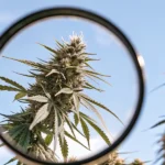 Cannabis bud viewed through a magnifying glass showing trichomes outdoors.