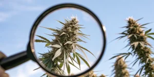 Cannabis bud viewed through a magnifying glass showing trichomes outdoors.
