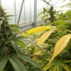 Cannabis plant with yellow leaves showing nutrient deficiency symptoms.