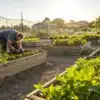 Person tending plants in raised beds in a community garden at sunset.