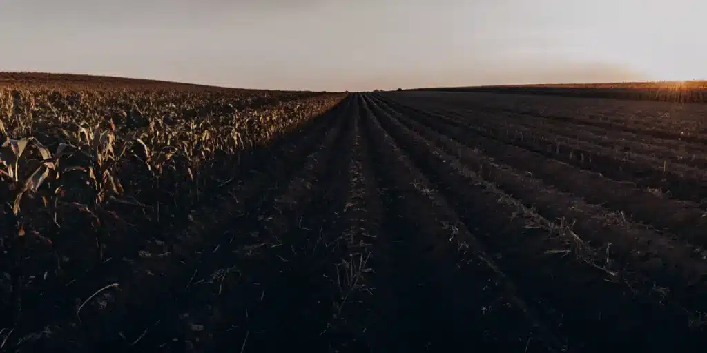 Wide agricultural field with long crop rows under warm sunset light.