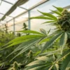 Cannabis plants flowering in greenhouse with warm sunset light.
