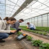 Research team analyzing plants with digital tools inside greenhouse.