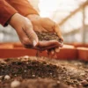 Close-up of hands sifting soil in a greenhouse to assess substrate quality.